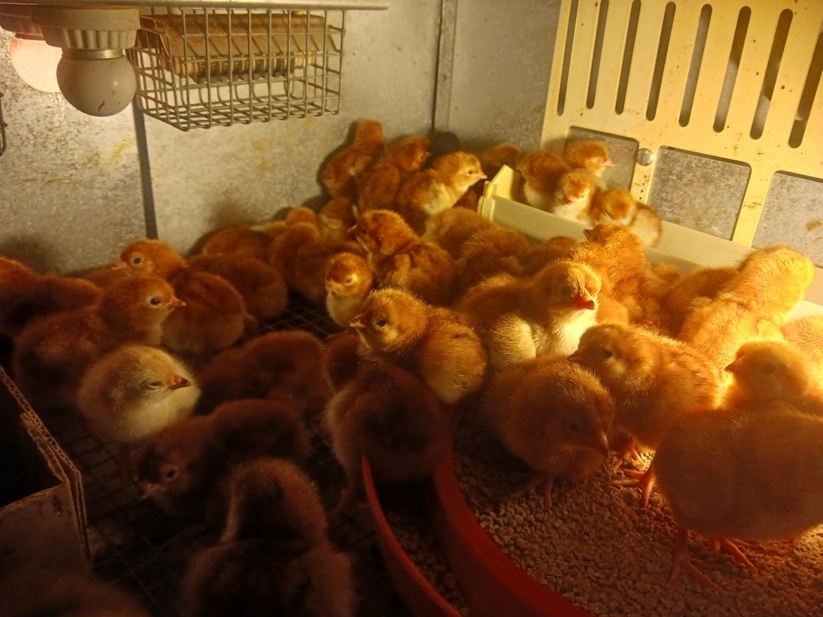 Baby Chicks for Sale - Hatching all the time! - Welcome to Pimping Chicks - San Tan Valley's Premier Baby Chick Provider!

Adorable Baby Rhode Island Reds in San Tan Valley
Discover our delightful Baby Rhode Island Red chicks, perfect for your backyard coop! Raised in the heart of San Tan Valley, these chicks are healthy, lively, and waiting to join your family.

Mature Hens Available - San Tan Valley's Finest
Looking for something more mature? Our San Tan Valley hens are renowned for their quality and health. Perfect for those who want to skip the chick stage and jump straight to having fresh eggs!

Fertilized Eggs - San Tan Valley's Best
Intrigued by the idea of hatching your own? We offer fertilized eggs from our top-quality Rhode Island Reds. Experience the joy of hatching and raising your chicks right in San Tan Valley.

San Tan Valley's Trusted Source
At PimpingChicks.com, we pride ourselves on being San Tan Valley's trusted source for all things poultry. From baby chicks to mature hens, we've got what you need.

Visit Us in San Tan Valley Today!
Come visit us in San Tan Valley or explore our selection online at PimpingChicks.com. We're more than just a chick supplier; we're a community of poultry enthusiasts in San Tan Valley. Join us today!

www.PimpingChicks.com 