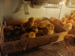 Baby Chicks for Sale! San Tan Valley