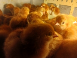 Baby Rhode Island Red Chicks For Sale