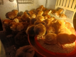 Baby Chick For Sale in San Tan Valley, Arizona